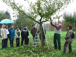Obstbaumschnitt, Gartentermine 2018